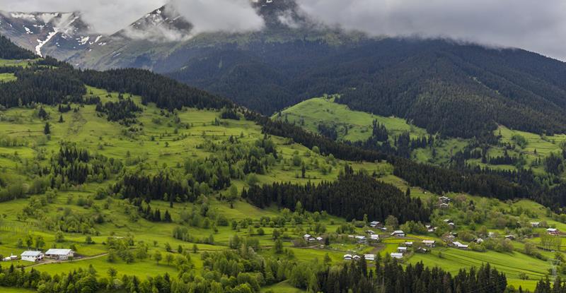 جنگل و محیط زیست